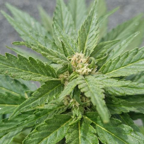 White Widow Automatic growlog timeline photo