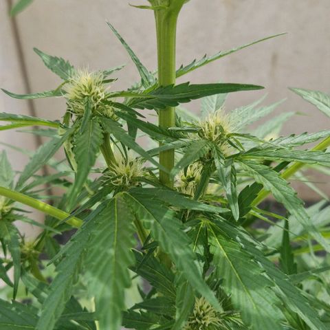 Cream Caramel Auto growlog timeline photo