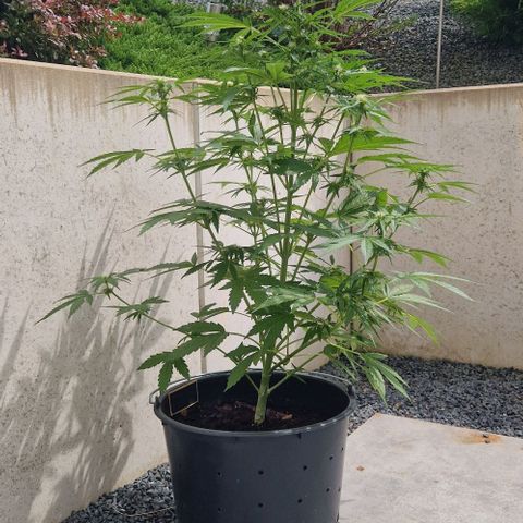 Cream Caramel Auto growlog timeline photo