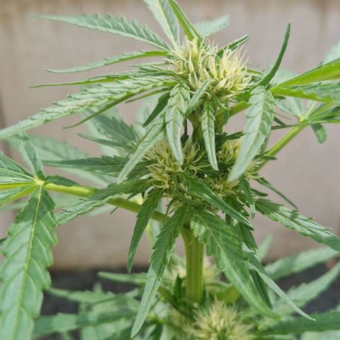 Cream Caramel Auto growlog timeline photo