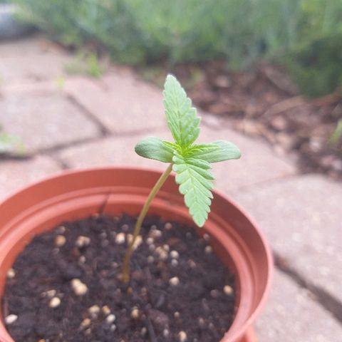 [2020] Diesel Autoflower RQS growlog timeline photo