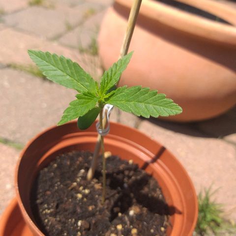 [2020] Diesel Autoflower RQS growlog timeline photo