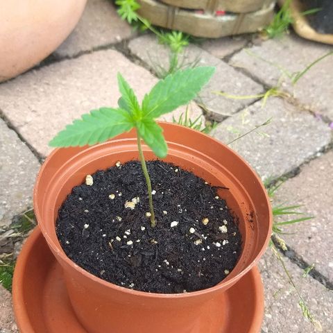 [2020] Diesel Autoflower RQS growlog timeline photo