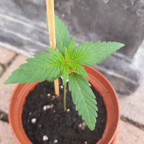 [2020] Diesel Autoflower RQS growlog timeline photo