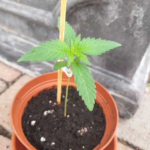 [2020] Diesel Autoflower RQS growlog timeline photo