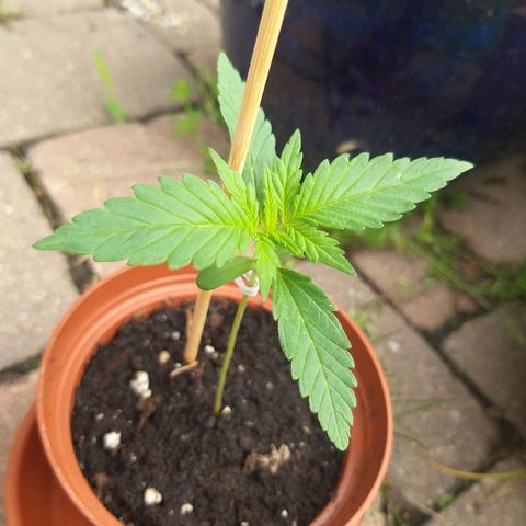 [2020] Diesel Autoflower RQS growlog timeline photo