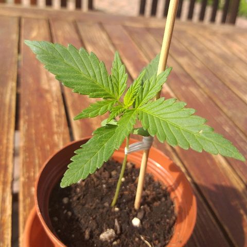 [2020] Diesel Autoflower RQS growlog timeline photo