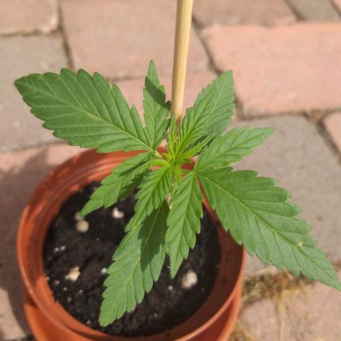 [2020] Diesel Autoflower RQS growlog timeline photo