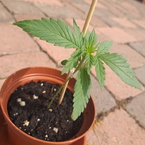 [2020] Diesel Autoflower RQS growlog timeline photo