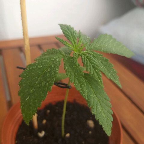 [2020] Diesel Autoflower RQS growlog timeline photo