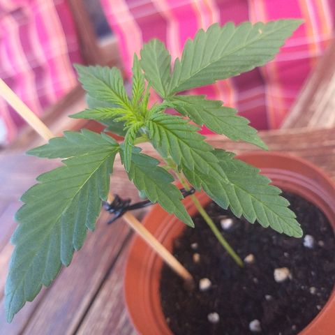[2020] Diesel Autoflower RQS growlog timeline photo