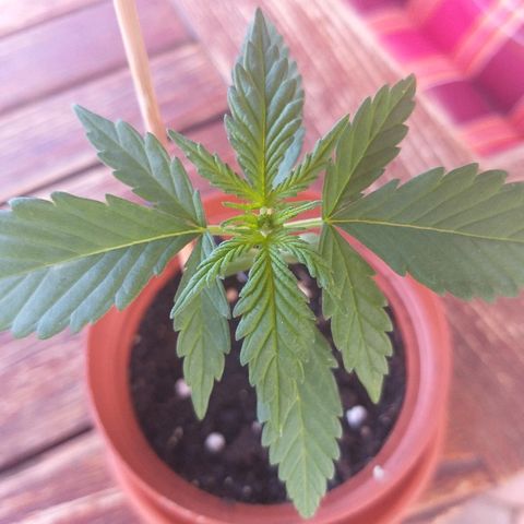 [2020] Diesel Autoflower RQS growlog timeline photo