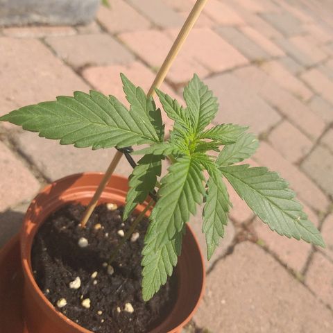 [2020] Diesel Autoflower RQS growlog timeline photo