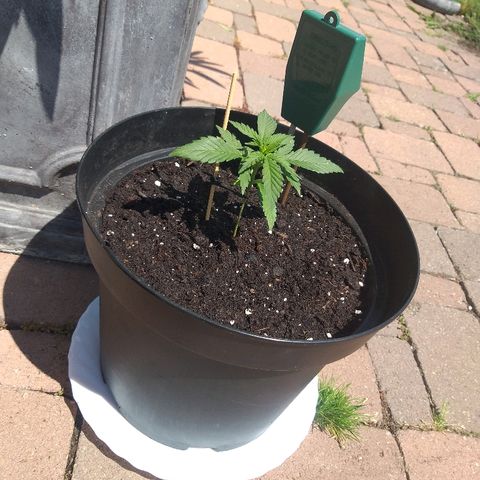 [2020] Diesel Autoflower RQS growlog timeline photo