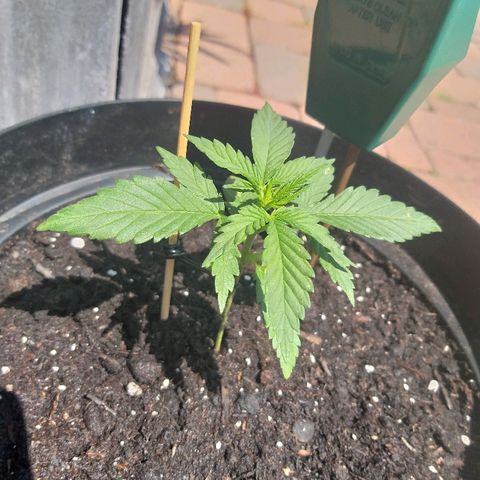 [2020] Diesel Autoflower RQS growlog timeline photo