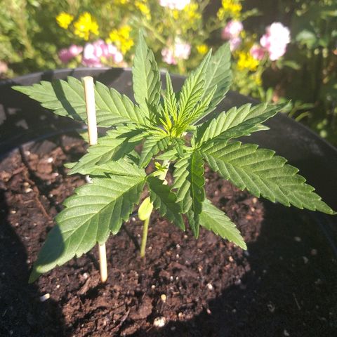 [2020] Diesel Autoflower RQS growlog timeline photo