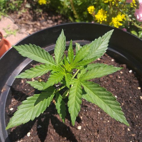 [2020] Diesel Autoflower RQS growlog timeline photo