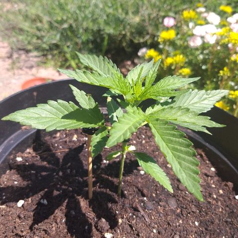 [2020] Diesel Autoflower RQS growlog timeline photo