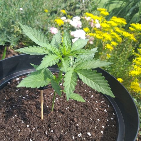 [2020] Diesel Autoflower RQS growlog timeline photo