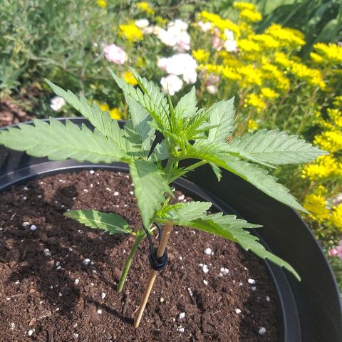 [2020] Diesel Autoflower RQS growlog timeline photo