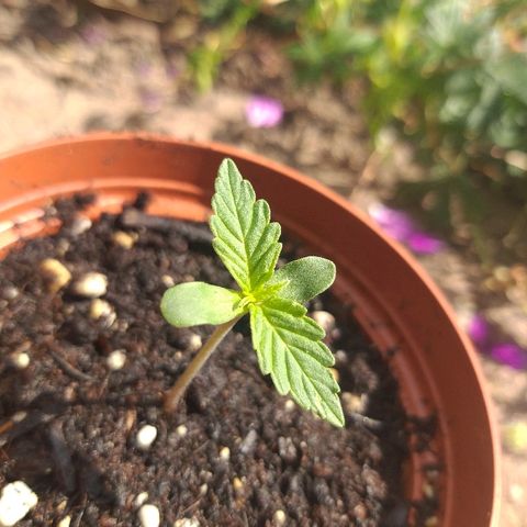 [2020] Northern Lights Autoflower RQS growlog timeline photo