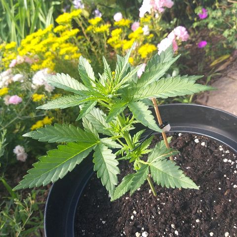 [2020] Diesel Autoflower RQS growlog timeline photo