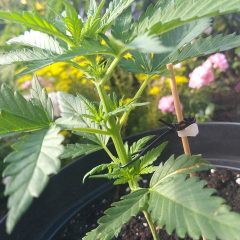 [2020] Diesel Autoflower RQS growlog timeline photo