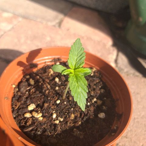 [2020] Northern Lights Autoflower RQS growlog timeline photo