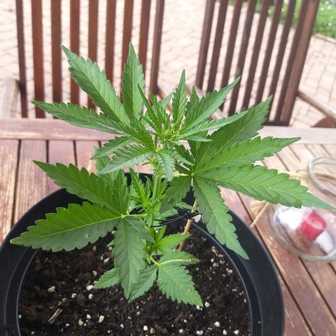 [2020] Diesel Autoflower RQS growlog timeline photo