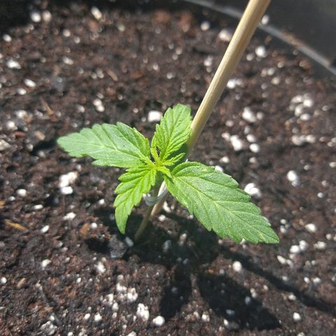 [2020] Northern Lights Autoflower RQS growlog timeline photo