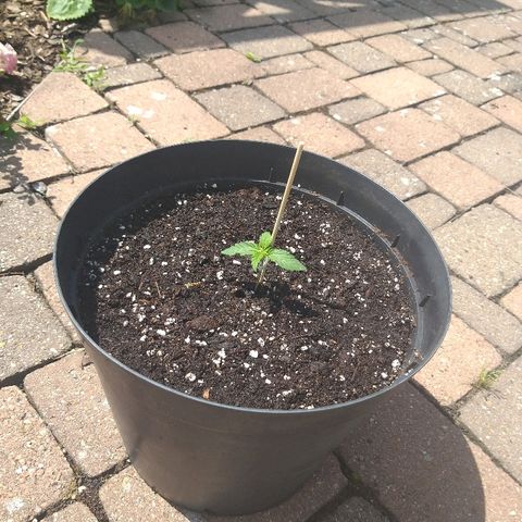 [2020] Northern Lights Autoflower RQS growlog timeline photo