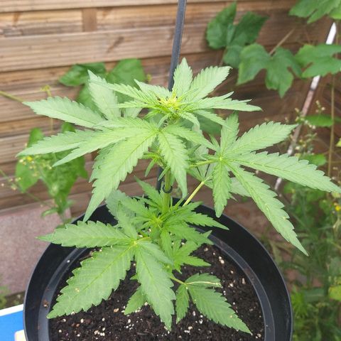 [2020] Diesel Autoflower RQS growlog timeline photo