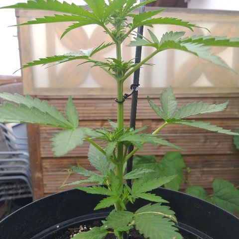 [2020] Diesel Autoflower RQS growlog timeline photo