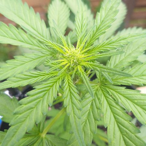 [2020] Diesel Autoflower RQS growlog timeline photo