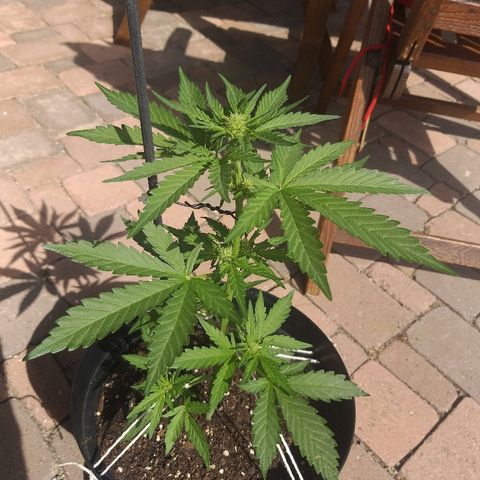 [2020] Diesel Autoflower RQS growlog timeline photo