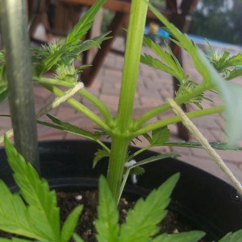 [2020] Diesel Autoflower RQS growlog timeline photo