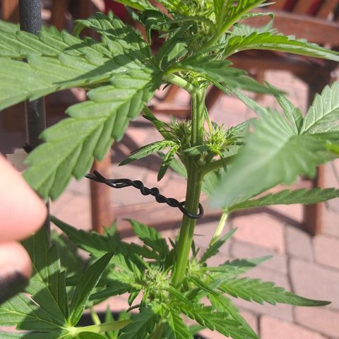 [2020] Diesel Autoflower RQS growlog timeline photo