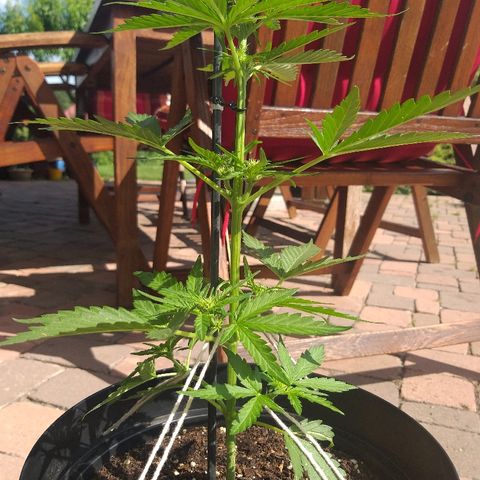 [2020] Diesel Autoflower RQS growlog timeline photo