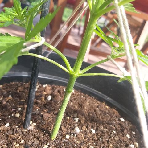 [2020] Diesel Autoflower RQS growlog timeline photo