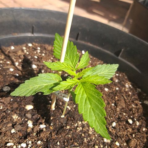[2020] Northern Lights Autoflower RQS growlog timeline photo