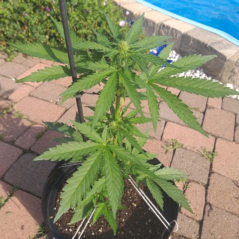 [2020] Diesel Autoflower RQS growlog timeline photo