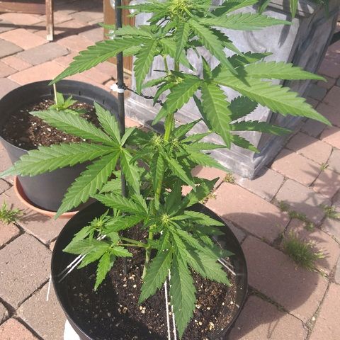 [2020] Diesel Autoflower RQS growlog timeline photo