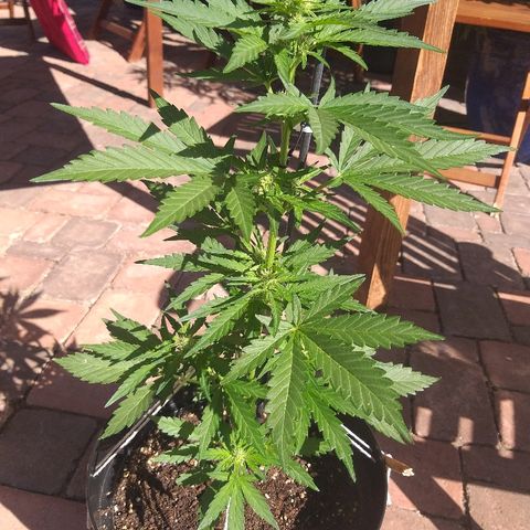 [2020] Diesel Autoflower RQS growlog timeline photo