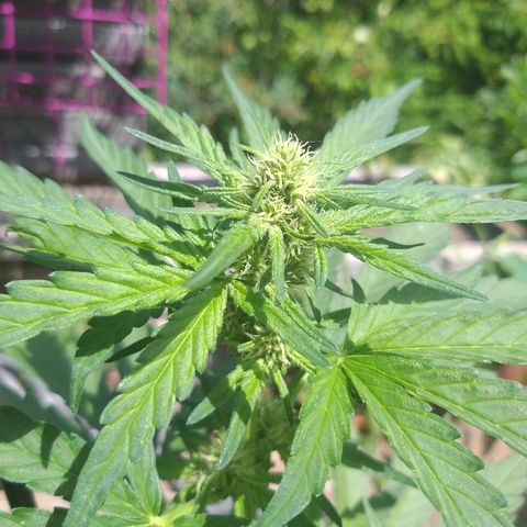 [2020] Diesel Autoflower RQS growlog timeline photo