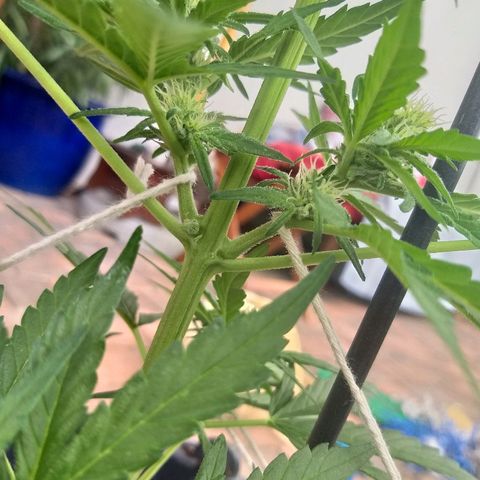 [2020] Diesel Autoflower RQS growlog timeline photo