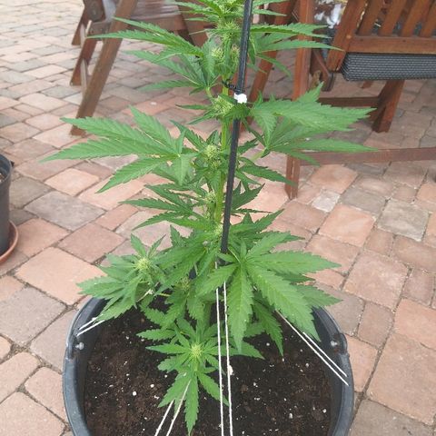 [2020] Diesel Autoflower RQS growlog timeline photo