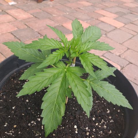 [2020] Northern Lights Autoflower RQS growlog timeline photo
