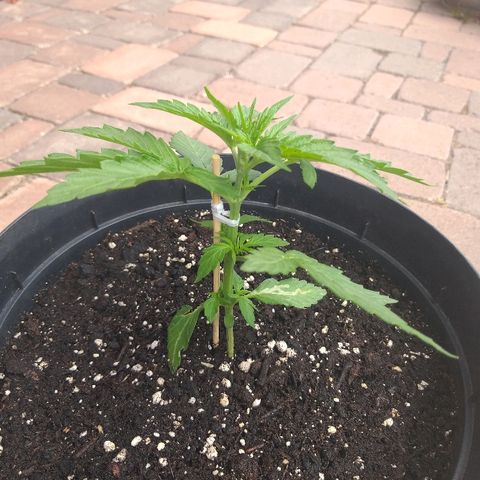 [2020] Northern Lights Autoflower RQS growlog timeline photo
