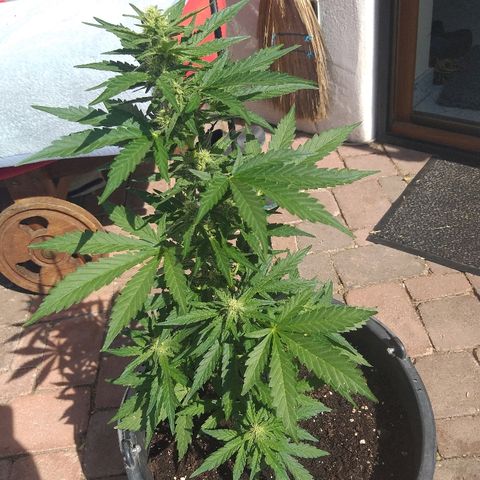 [2020] Diesel Autoflower RQS growlog timeline photo