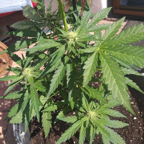 [2020] Diesel Autoflower RQS growlog timeline photo